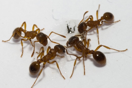 Уничтожение муравьев   в Черноголовке 
