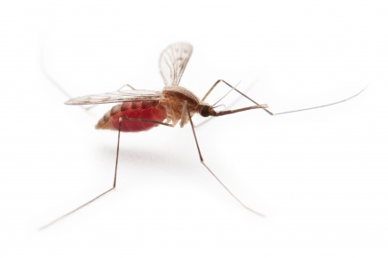 Уничтожение комаров   в Черноголовке 
