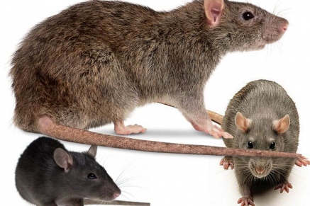 Уничтожение крыс в Черноголовке 