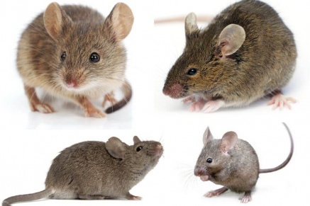 Уничтожение (дератизация) мышей   в Черноголовке 